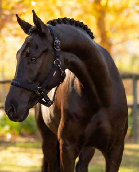 LeMieux Halster Essence Zwart