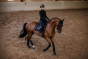 Equestrian Stockholm Dressuurdekje Black Glimmer