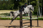 Equestrian Stockholm Springdekje Black Glimmer