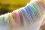 Hofman Paardenpraat Regenboog Kleurkrijt