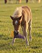 QHP Paardenspeelgoed Snackcounter Friet