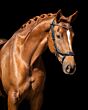 PresTeq Hoofdstel FaySport Glitter Zwart
