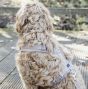 Kentucky Hondenharnas Actief Velvet beige