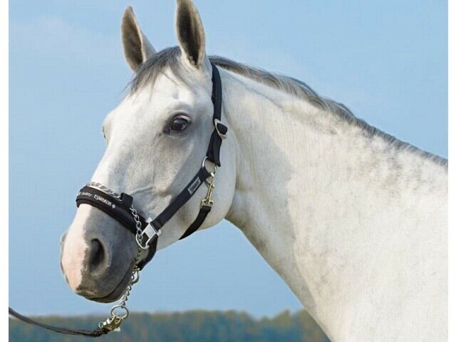 Eskadron Halster met ketting navy