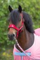 Harry`s Horse Halsterset Diva Fuchsia