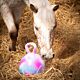 Harry's Horse Speelbal voor Paarden