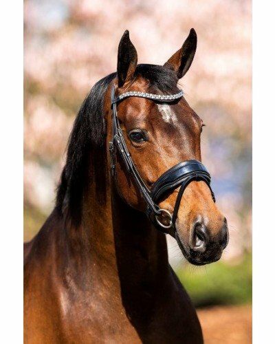 Showtime Hoofdstel Fancy Lak zwart/zwart