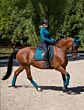 Equestrian Stockholm Fleece Bandages Aurora Blues