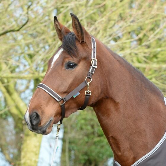 Bucas Halster Dublin Coffee