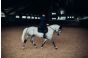 Equestrian Stockholm Zadeldek Jump Royal Classic