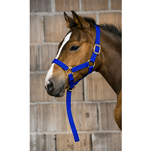 Norton Veulenhalster+Lijn Verstelbaar Royal Blue