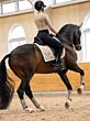 Equestrian Stockholm Zadeldek DR Sand/Wit