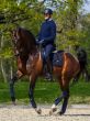 Equestrian Stockholm Dressuurdekje Leather Navy