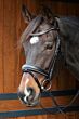 Harry's Horse Hoofdstel Petit Crystal Zwart