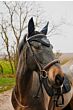 EquiTheme Oornetje Pearl Zwart