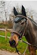EquiTheme Oornetje Pearl Zwart