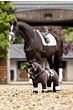 LeMieux Toy Pony Valegro Bruin