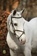 LJ Leathers Hoofdstel Mexic.Neusriem Bruin/Messing