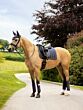 LeMieux Loire Classic Dressage Square Dusk Blue