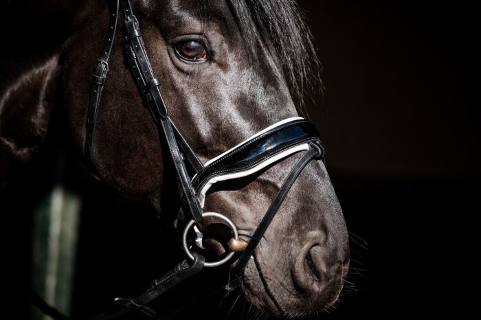 HB Showtime Hoofdstel Special Guy Zwart/wit