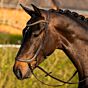Harry's Horse Hoofdstel Anatomic Gold Bruin