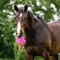 QHP Paardenspeelgoed Snackcounter Ice Cream