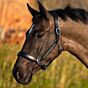 Harry's Horse Halster Leer Anatomic Crystal Zwart