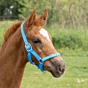 Harry's Horse Veulenhalster Licht Blauw