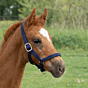 Harry's Horse Veulenhalster Navy