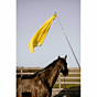 HippoTonic Trainingsstok met Vlag Geel