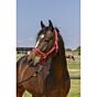 Norton Halster Grooming Rood