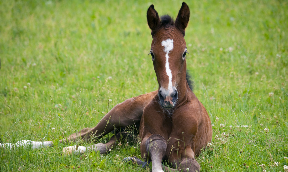 Veulentips en benodigdheden