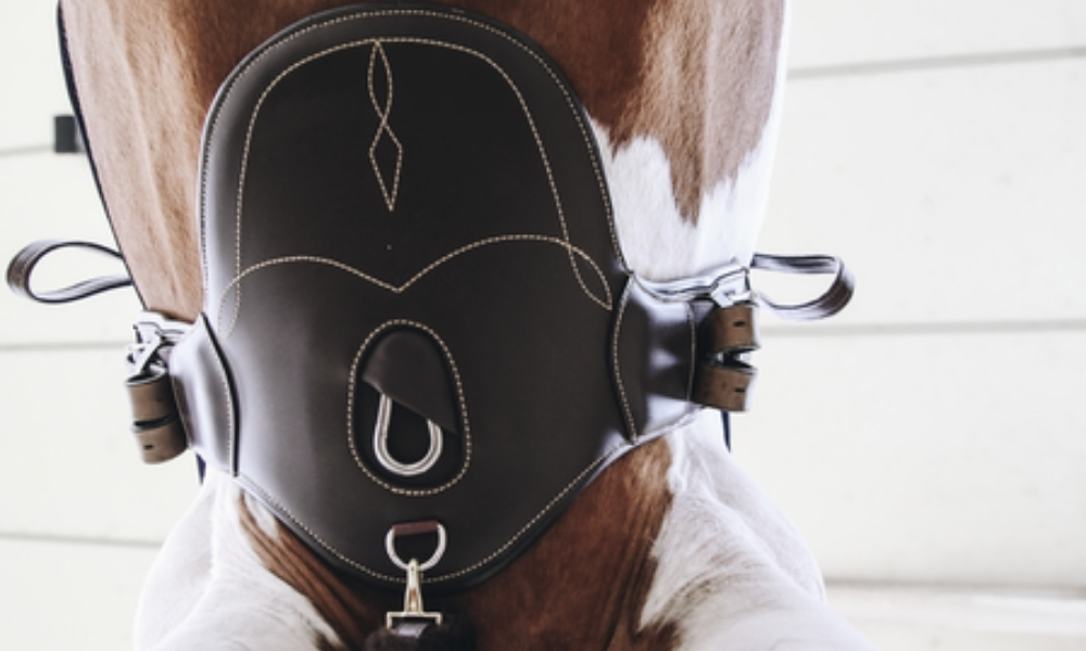 Kentucky - nieuw in ons assortiment